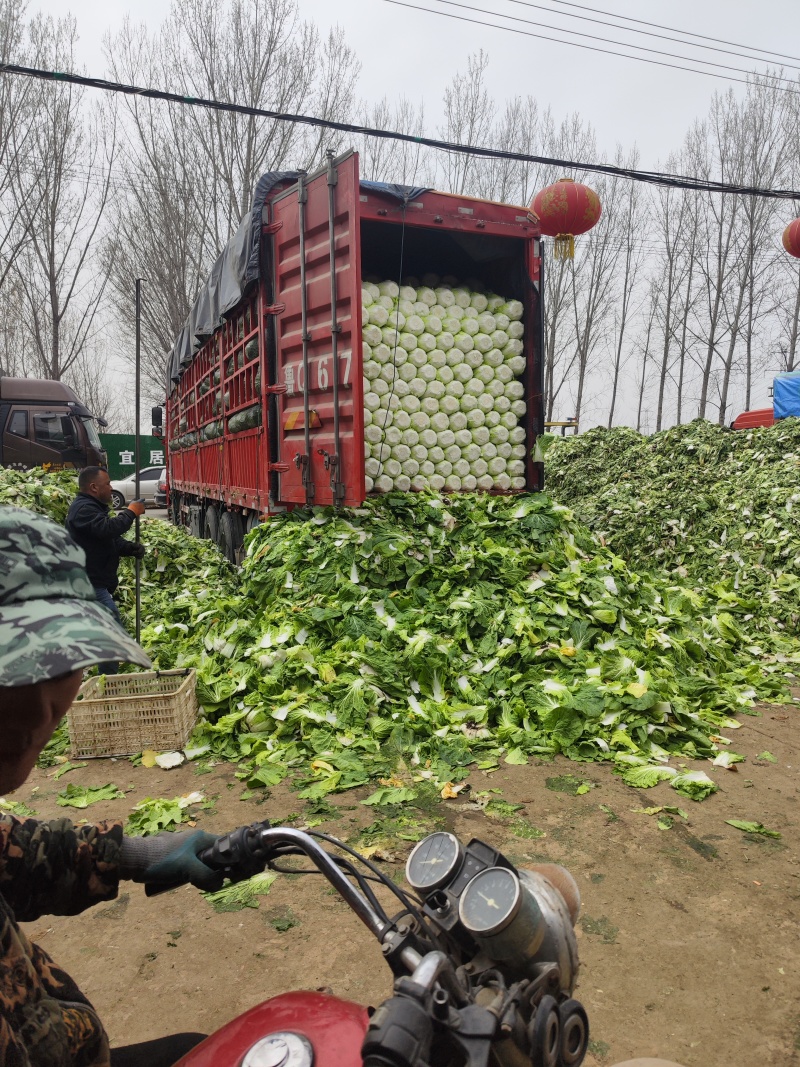 精品黄心大白菜大量上市～产地一手货源一次合作终身朋友