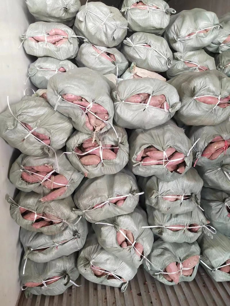 精品济26，西瓜红，商19大量现货需要电联。