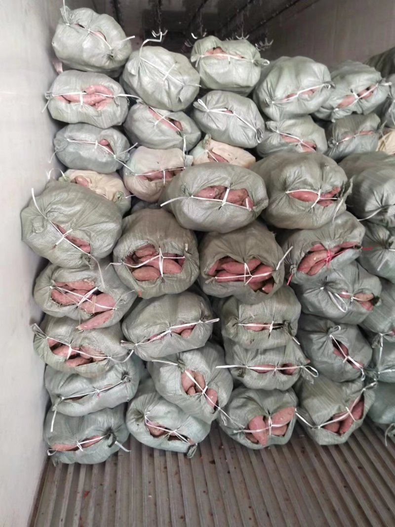 精品济26，西瓜红，商19大量现货需要电联。