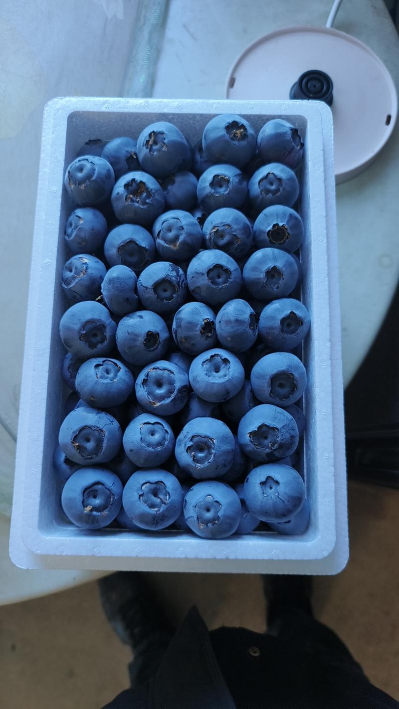 丹东L25蓝莓