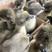 合浦狮头鹅出壳苗，适应能力强，可提供养殖技术服务。