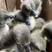 合浦狮头鹅出壳苗，适应能力强，可提供养殖技术服务。