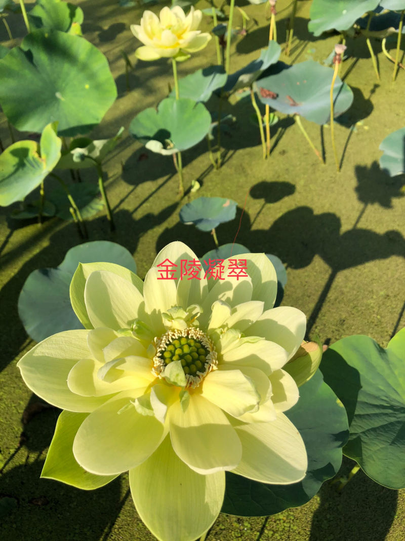观赏荷花，品种四十个，重瓣精品，基地直发，欢迎订购