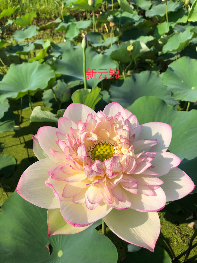 观赏荷花，品种四十个，重瓣精品，基地直发，欢迎订购