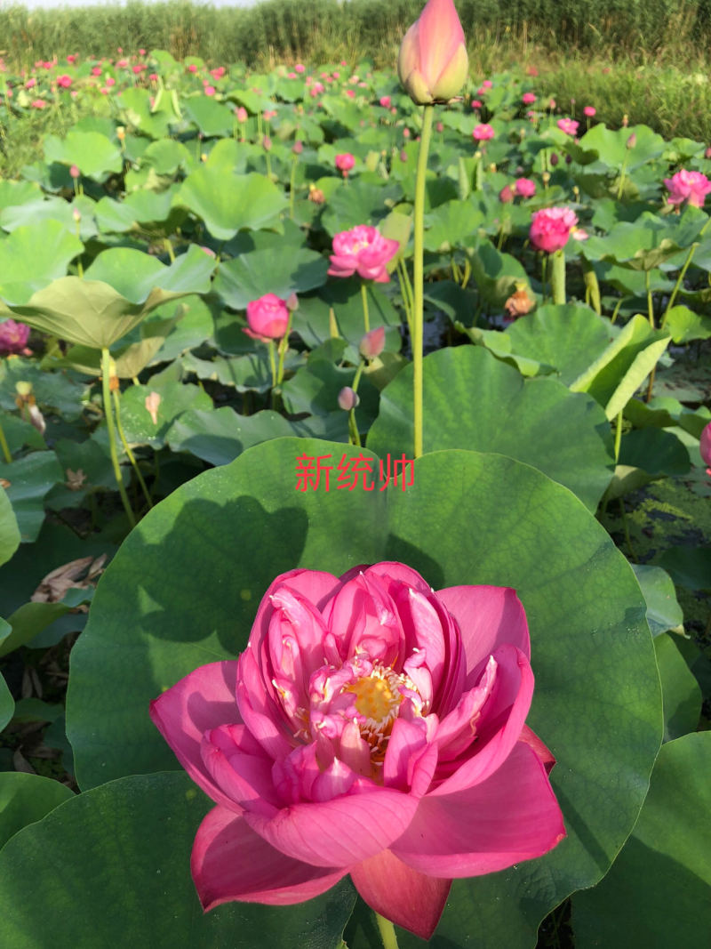 观赏荷花，品种四十个，重瓣精品，基地直发，欢迎订购
