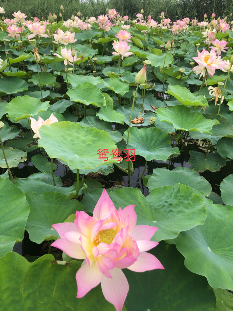 观赏荷花，品种四十个，重瓣精品，基地直发，欢迎订购