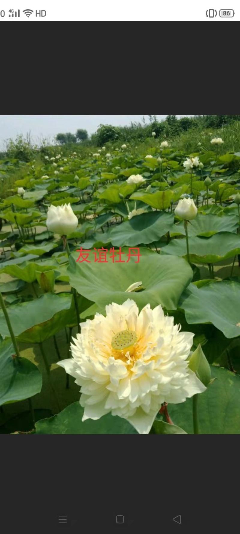 观赏荷花，品种四十个，重瓣精品，基地直发，欢迎订购