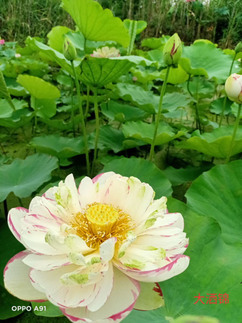 观赏荷花，品种四十个，重瓣精品，基地直发，欢迎订购