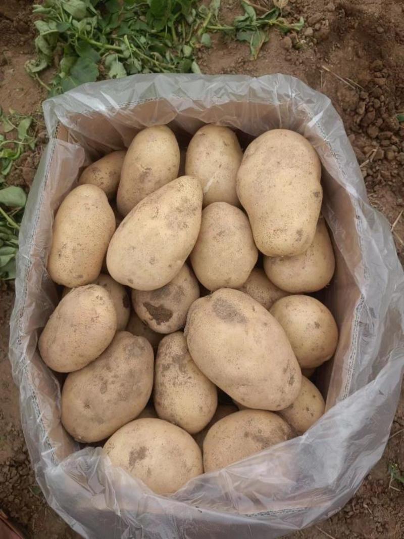 【精品】云南丽薯六号土豆大量上市，云南产地直发，量大从优