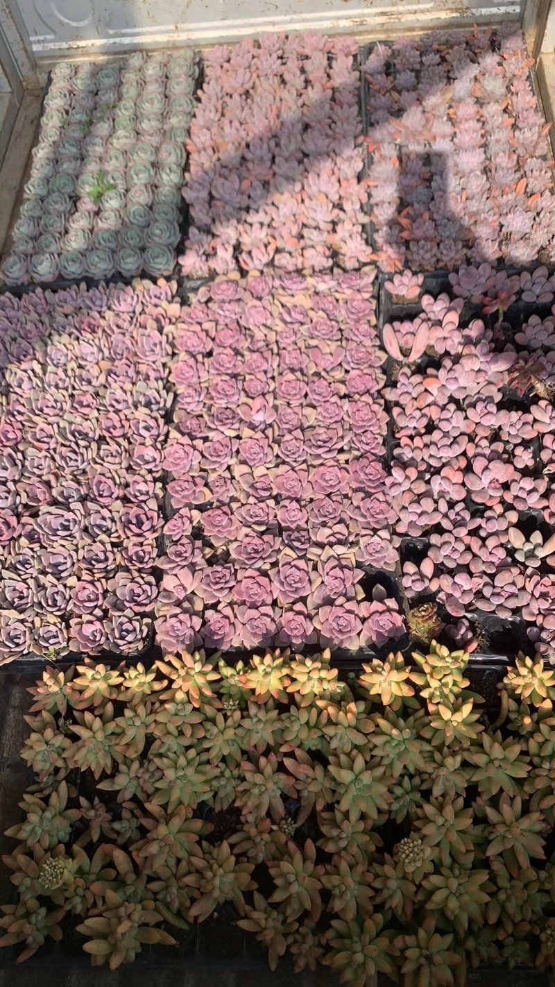 多肉绿植基地直发数百品种随意选