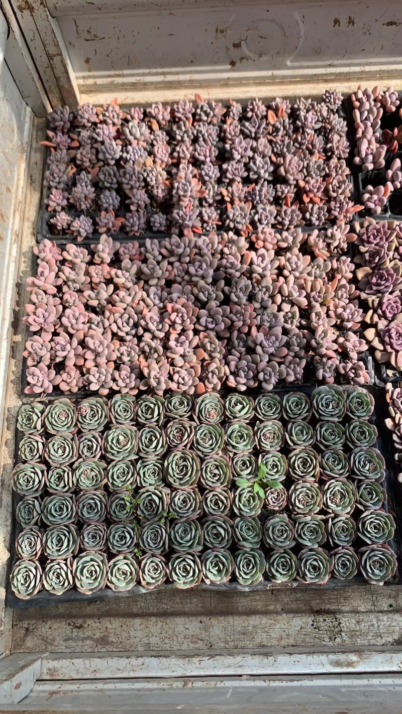 多肉绿植基地直发数百品种随意选