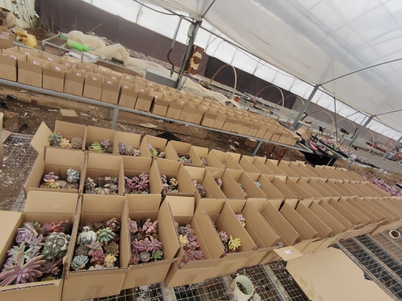 多肉绿植基地直发数百品种随意选