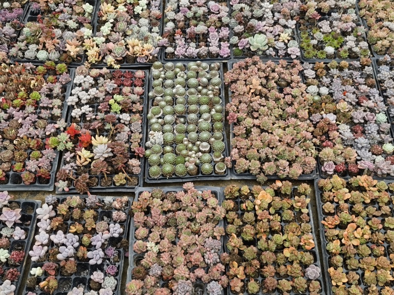 多肉绿植基地直发数百品种随意选