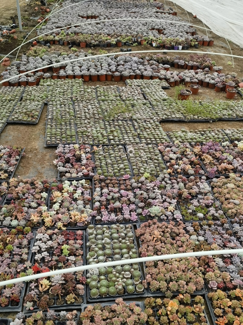 多肉绿植基地直发数百品种随意选