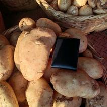 云南高原红土、沙土土豆丽薯6号大量供货，量大从优产地直