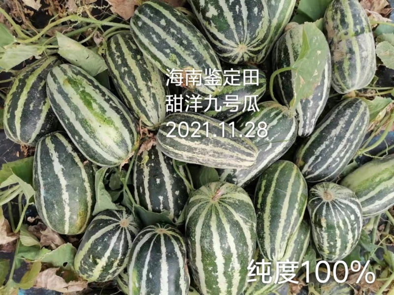 甜瓜种籽高糖九号抗病香甜抗裂成熟后中心糖量17度左右