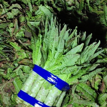 红叶香莴笋，产地直发，大量供应，万亩基地