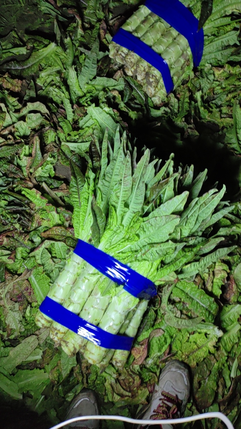 红叶香莴笋，产地直发，大量供应，万亩基地