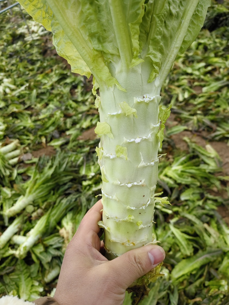 红叶香莴笋，产地直发，大量供应，万亩基地