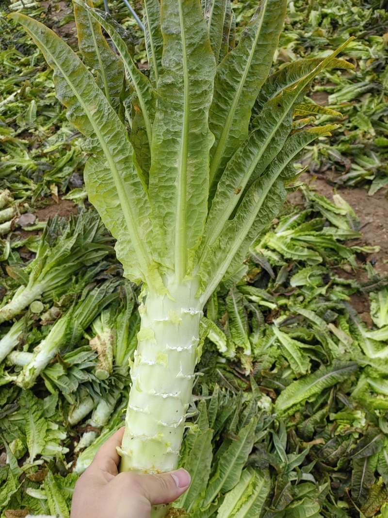红叶香莴笋，产地直发，大量供应，万亩基地