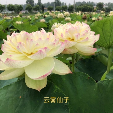 精品荷花
