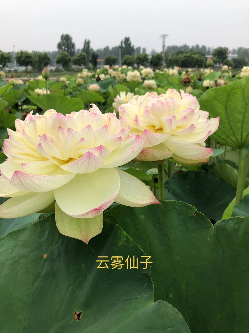 精品荷花