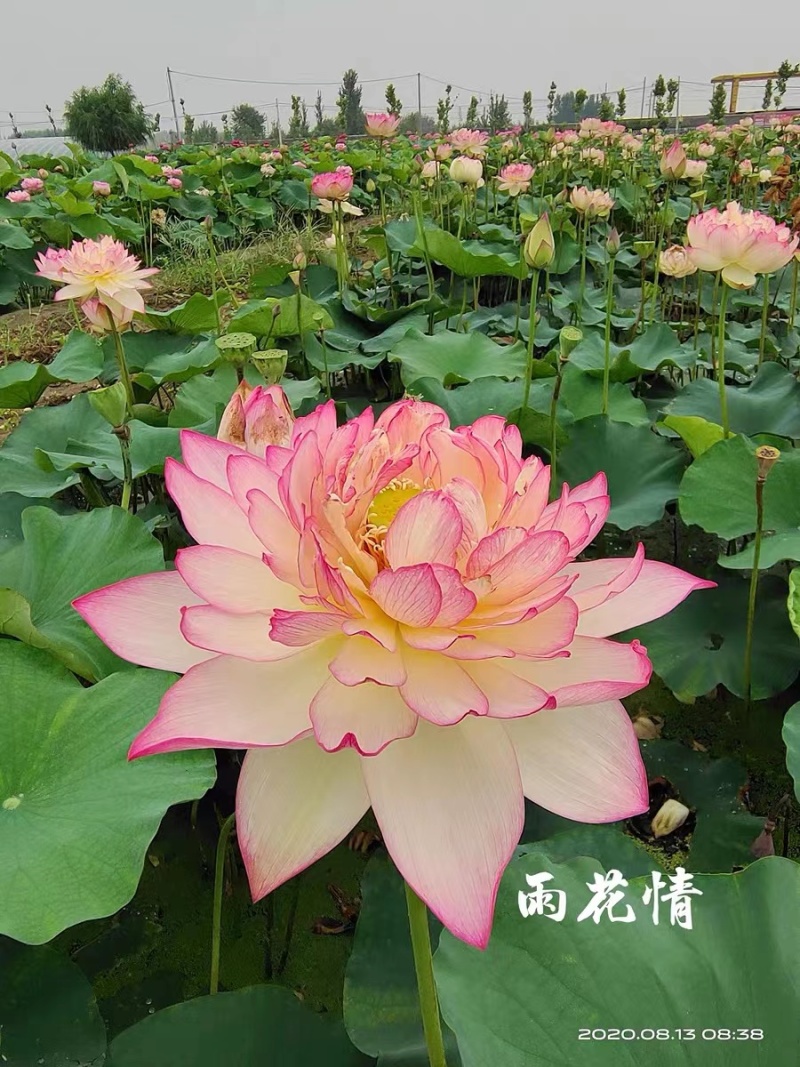 精品荷花