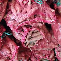 脱毒济薯25种薯高淀粉红薯种出苗率高种苗出售