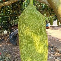 西双版纳马来西亚1号菠萝蜜货源充足、品质保证产地直发