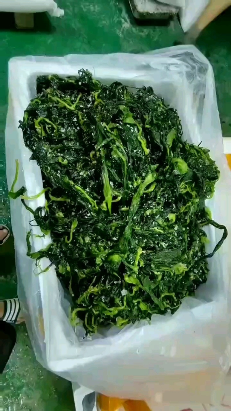霞浦海带苗可以一件代发贴牌