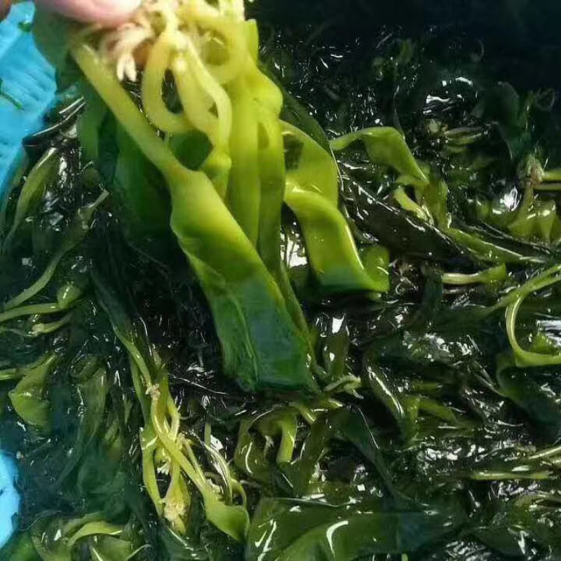 霞浦海带苗可以一件代发贴牌