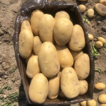 云南新土豆，基地直发！各种规格品种都有