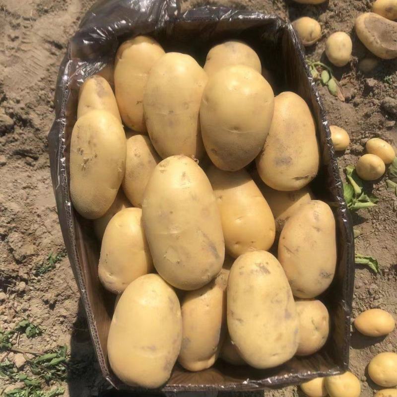 云南新土豆，基地直发！各种规格品种都有