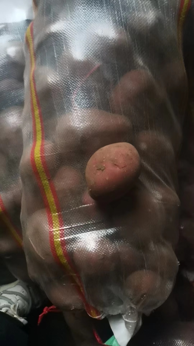 云南新土豆，基地直发！各种规格品种都有
