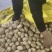 云南新土豆，基地直发！各种规格品种都有