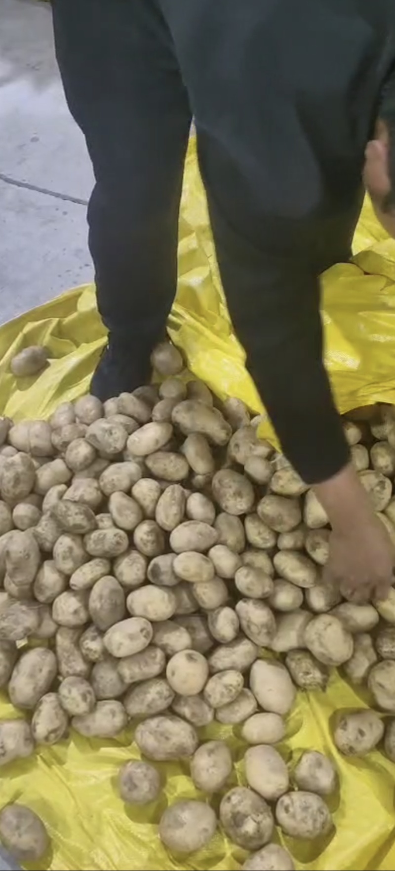 云南新土豆，基地直发！各种规格品种都有
