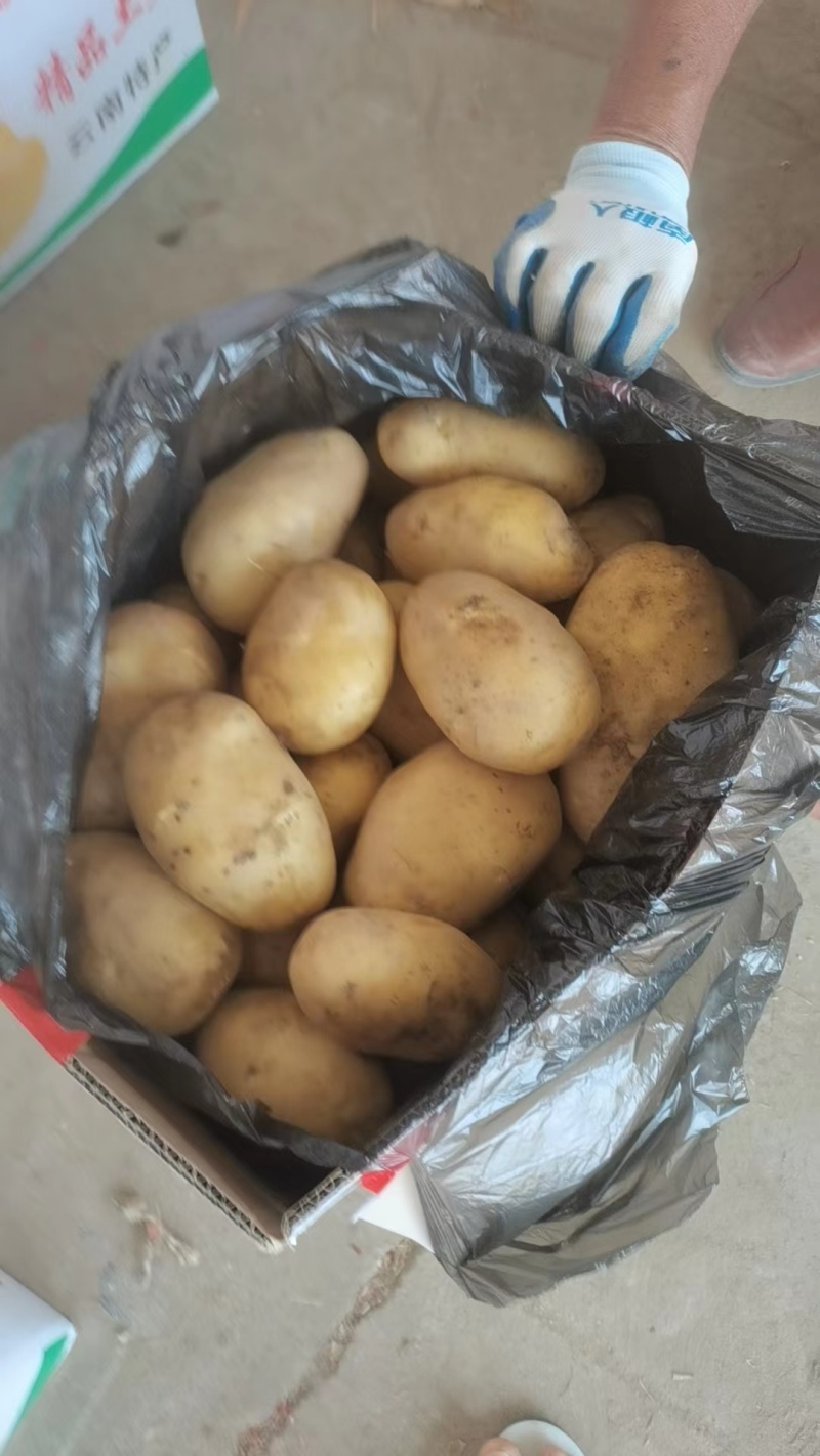云南新土豆，基地直发！各种规格品种都有