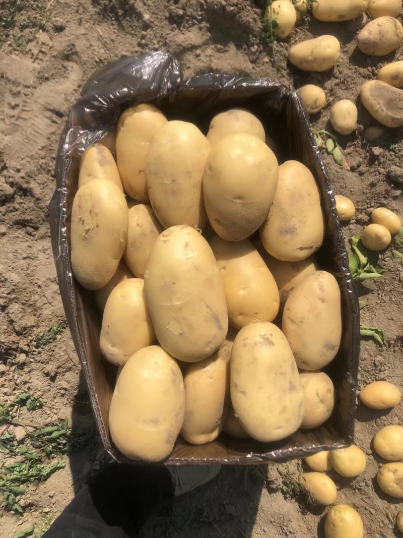 云南新土豆，基地直发！各种规格品种都有
