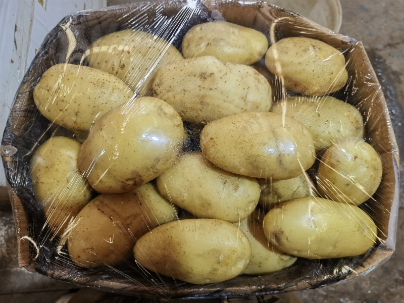 云南新土豆，基地直发！各种规格品种都有