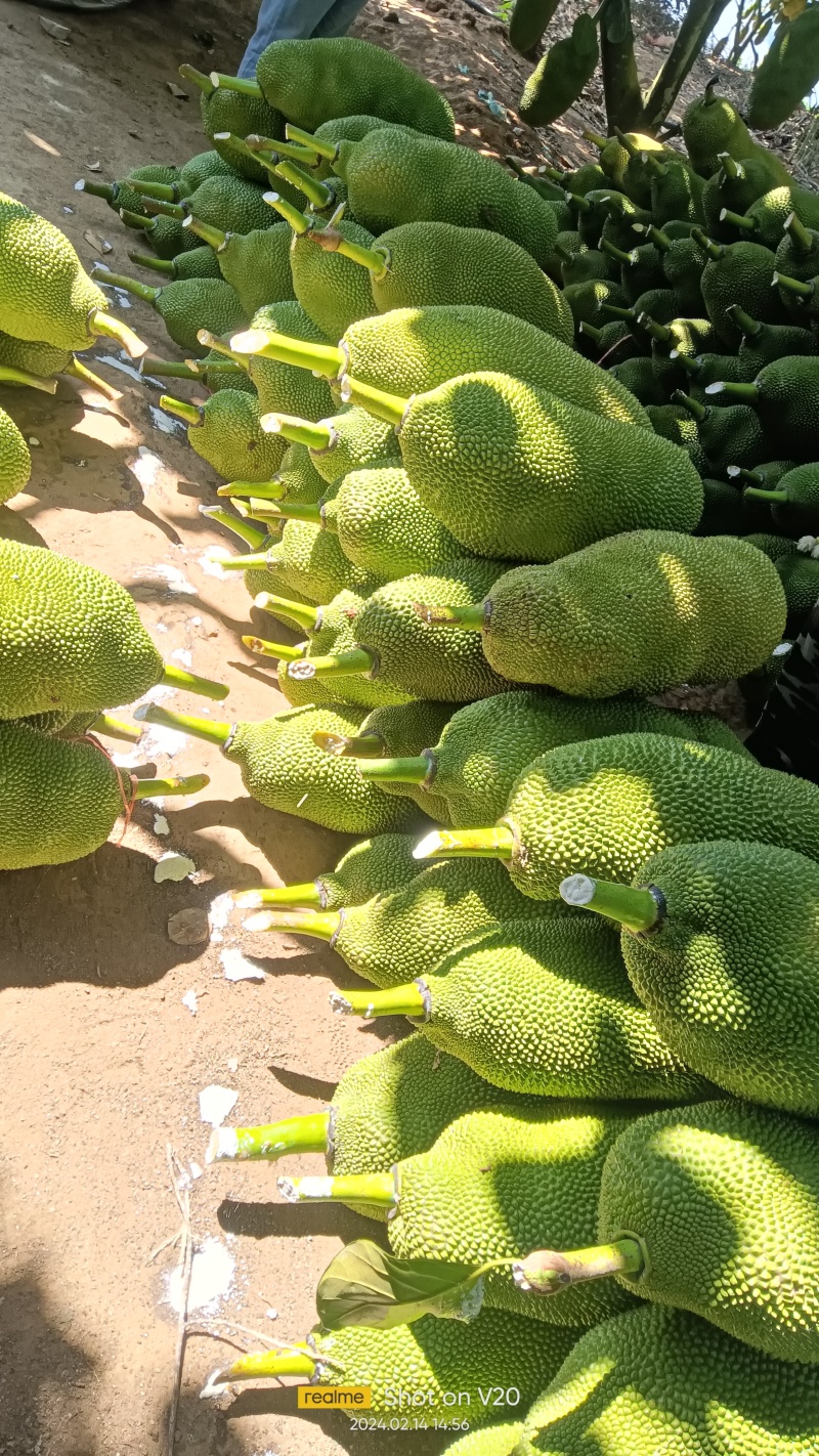 西双版纳马来西亚1号菠萝蜜货源充足、品质保证产地直发