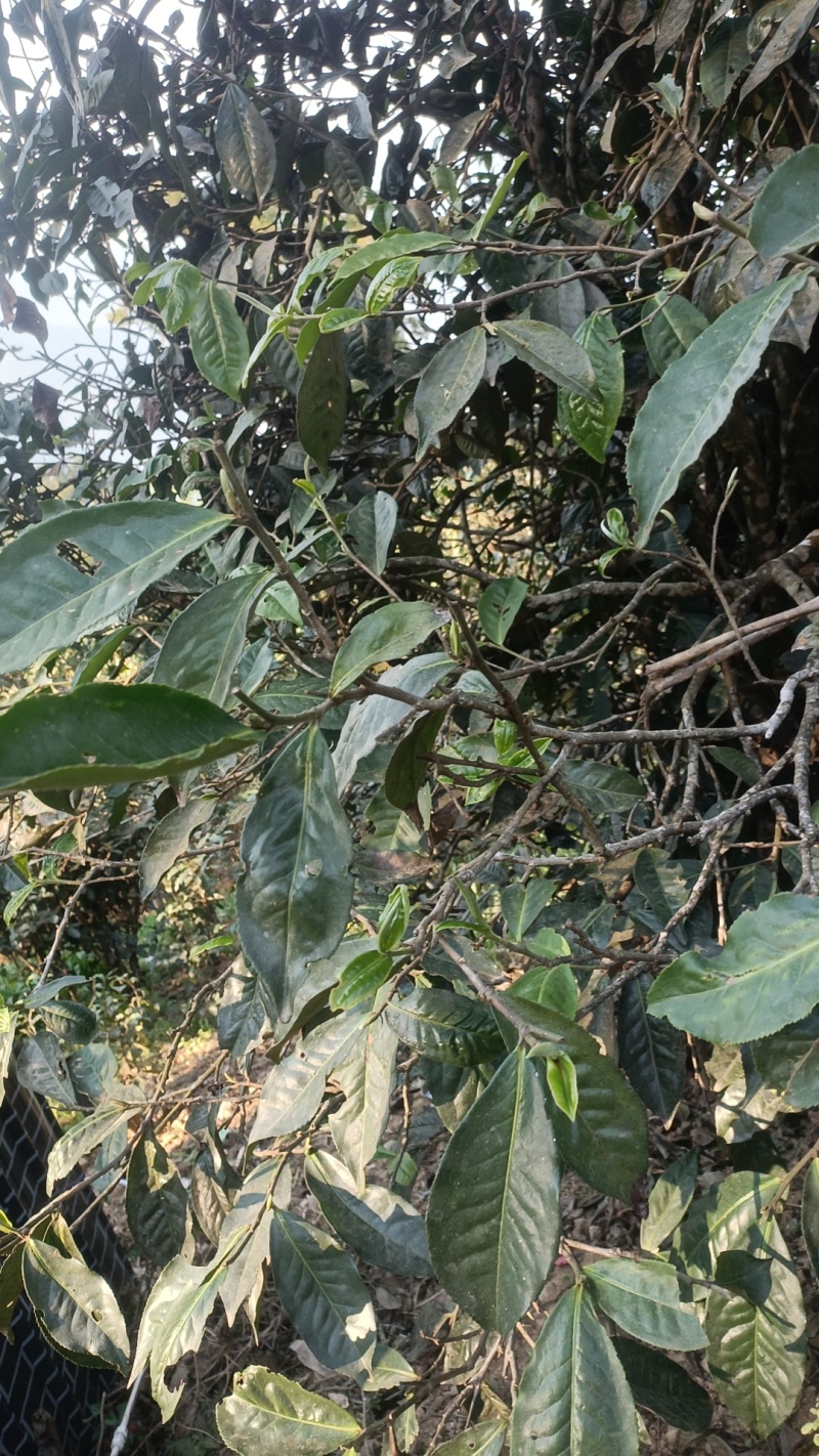 蜂蜜，茶叶咖啡