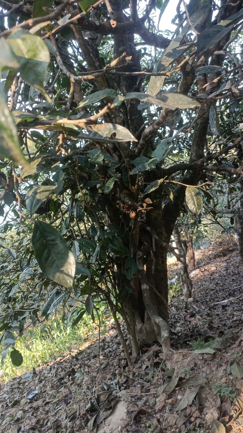 蜂蜜，茶叶咖啡