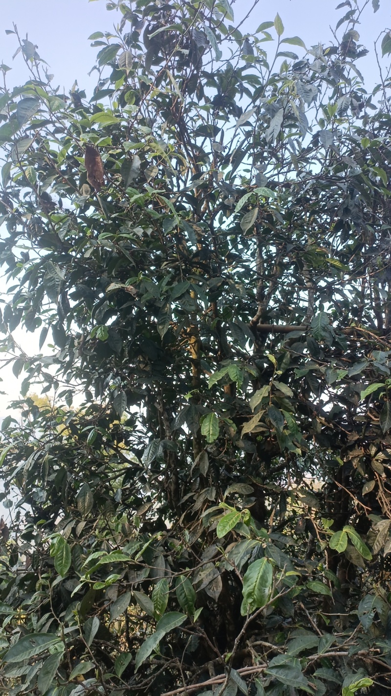 蜂蜜，茶叶咖啡
