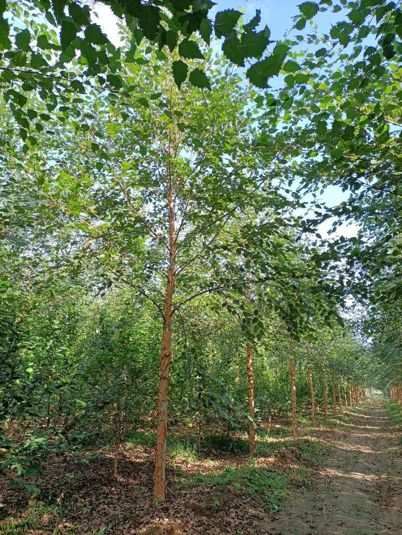 丛生白桦，丛生河桦，精品苗，大冠幅，高度1-10米，