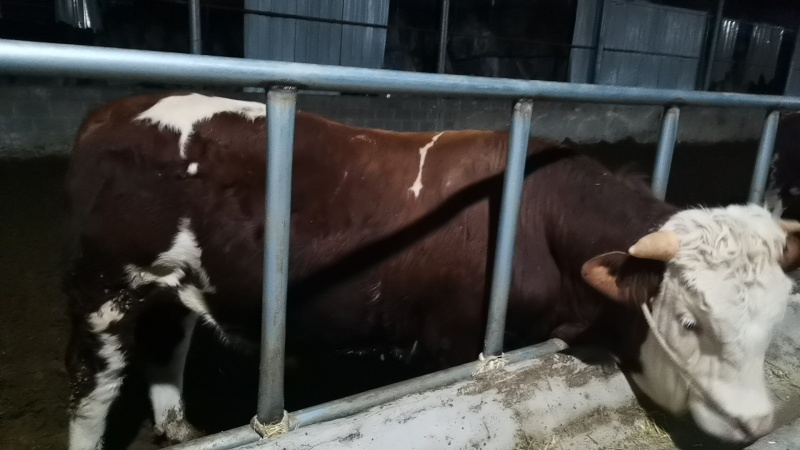 西门塔尔牛肉安格斯牛肉