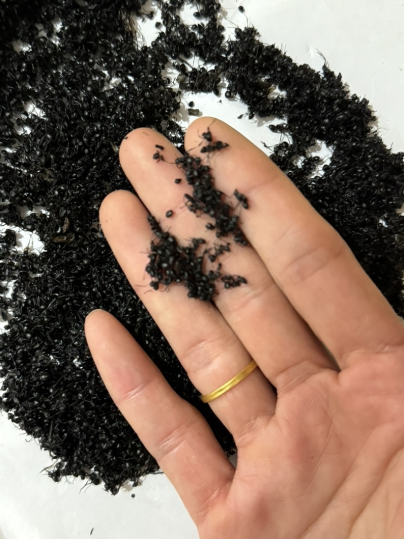 黑蚂蚁蚂蚁保庆药业批发黑蚂蚁实物拍摄