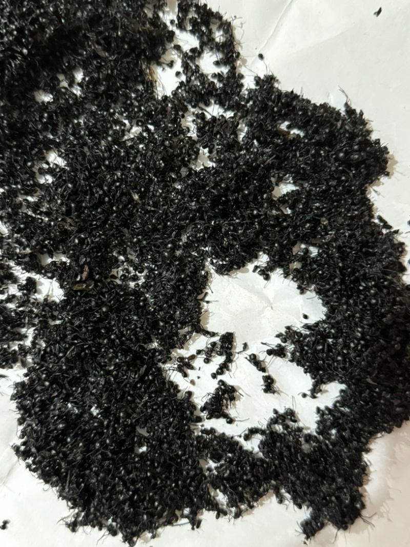 黑蚂蚁蚂蚁保庆药业批发黑蚂蚁实物拍摄
