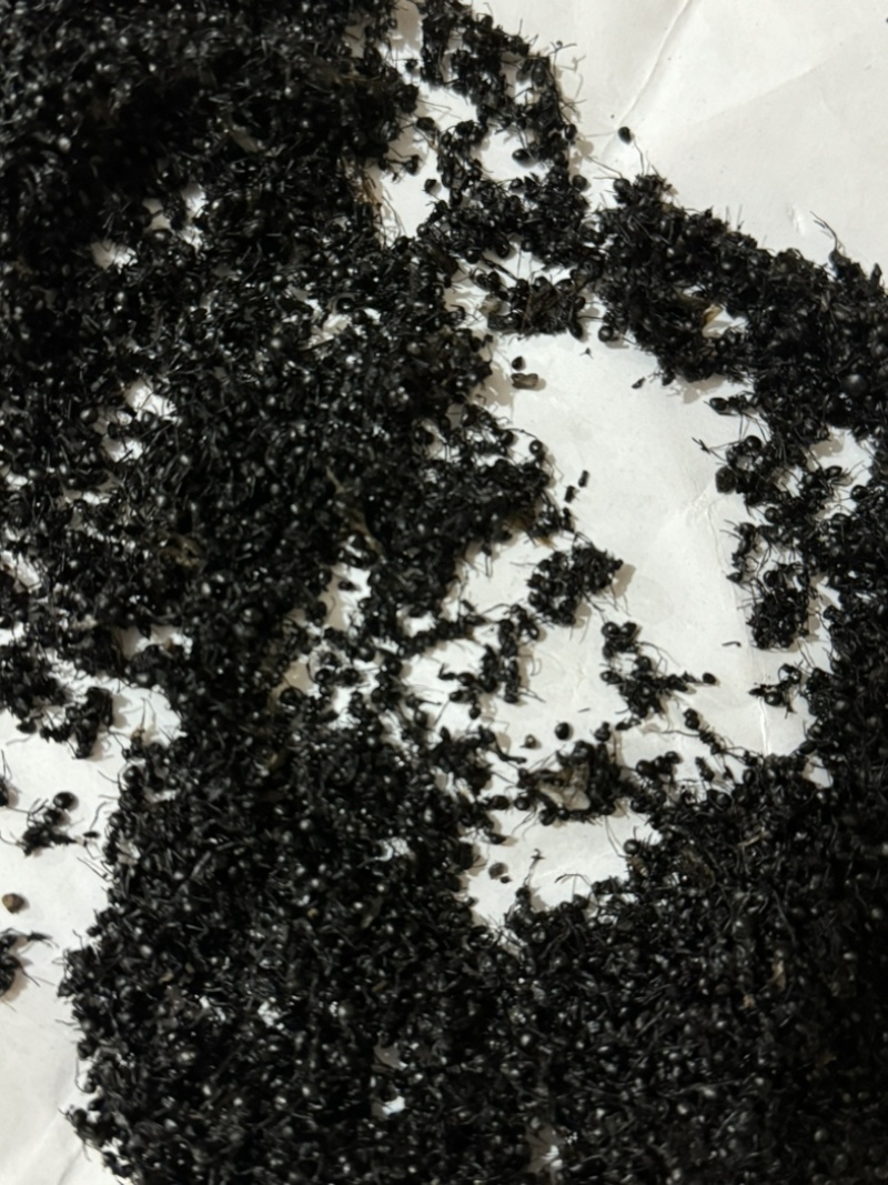 黑蚂蚁蚂蚁保庆药业批发黑蚂蚁实物拍摄