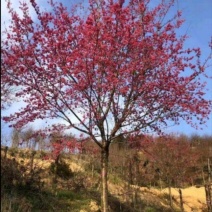 山樱花