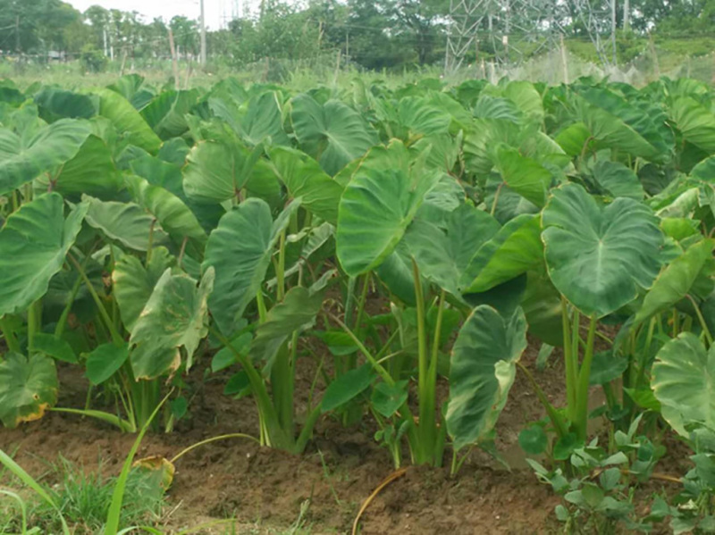 山东8520毛芋头，规格齐全。货源充足。